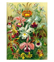 GoodLoot Пазл Ernst Haeckel Orchid 1000 эл.