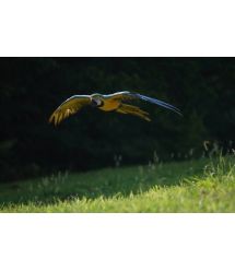 Sony Цифр. фотокамера Cyber-Shot RX10 MkIV